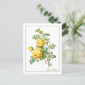 Rosa Sulfurea Pierre-Joseph Redouté Briefkaart (Staand voorkant)
