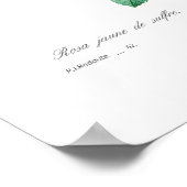 Rosa sulfurea poster (Hoek)