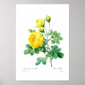 Rosa sulfurea poster (Voorkant)