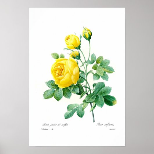 Rosa sulfurea poster (Voorkant)
