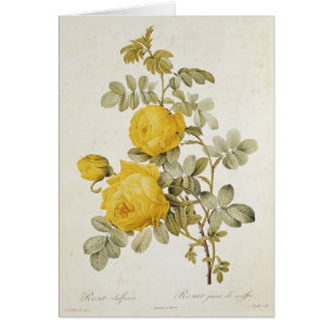 Rosa Sulfurea uit Les-Rozen