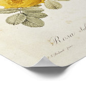Rosa Sulfurea uit Les-Rozen Poster (Hoek)