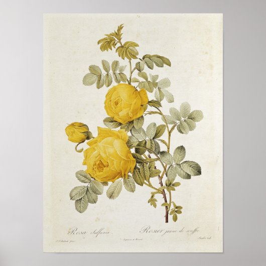 Rosa Sulfurea uit Les-Rozen Poster (Voorkant)