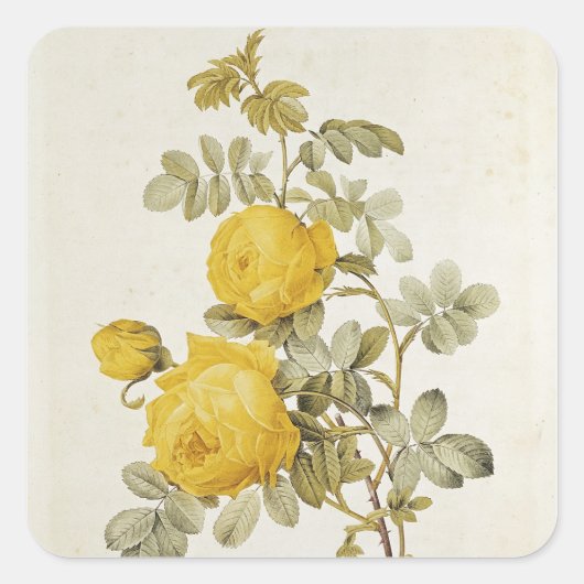 Rosa Sulfurea uit Les-Rozen Vierkante Sticker (Voorkant)