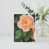 Rosa Sunset Memory:Briefkaart Briefkaart (Staand voorkant)