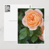 Rosa Sunset Memory:Briefkaart Briefkaart (Voorkant / Achterkant)