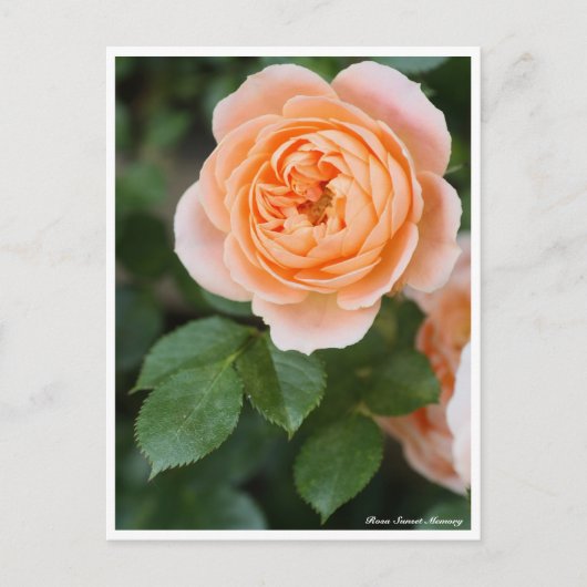 Rosa Sunset Memory:Briefkaart Briefkaart (Voorkant)