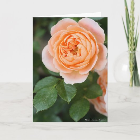 Rosa Sunset Memory:Greeting card Kaart (Voorkant)