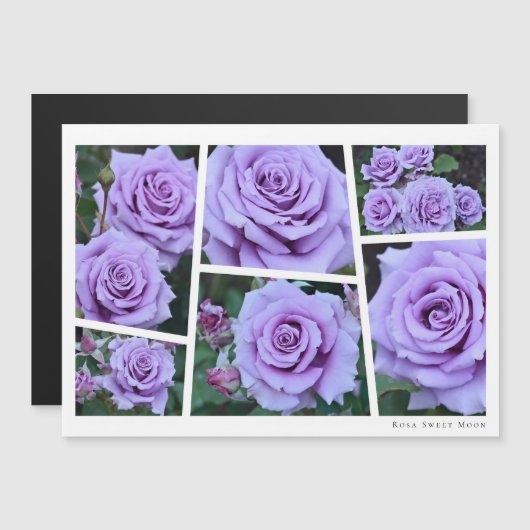 Rosa Sweet Moon (Voorkant / Achterkant)