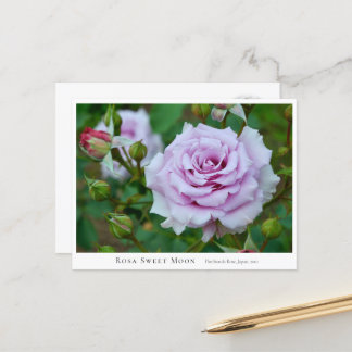 Rosa Sweet Moon Briefkaart