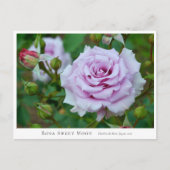 Rosa Sweet Moon Briefkaart (Voorkant)