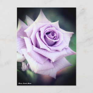 Rosa Sweet Moon Briefkaart