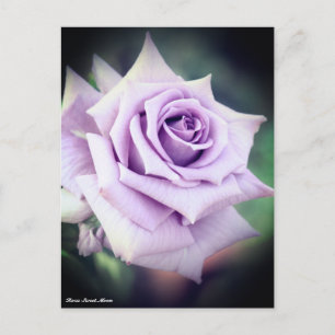 Rosa Sweet Moon Briefkaart