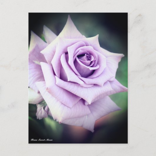 Rosa Sweet Moon Briefkaart (Voorkant)