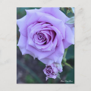 Rosa Sweet Moon:Briefkaart Briefkaart