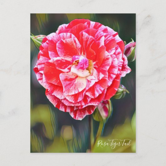 Rosa Tiger Tail [Briefkaart] Briefkaart (Voorkant)