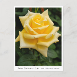 Rosa Toulouse Lautrec Briefkaart