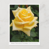 Rosa Toulouse Lautrec Briefkaart (Voorkant)