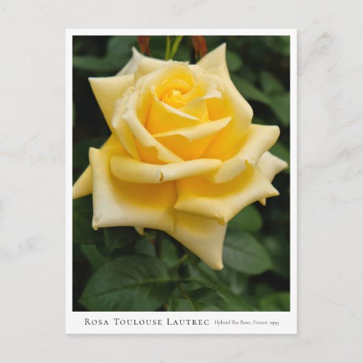 Rosa Toulouse Lautrec Briefkaart (Voorkant)
