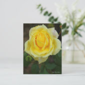 Rosa Tropical Sherbet [Postcard] Briefkaart (Staand voorkant)