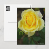 Rosa Tropical Sherbet [Postcard] Briefkaart (Voorkant / Achterkant)