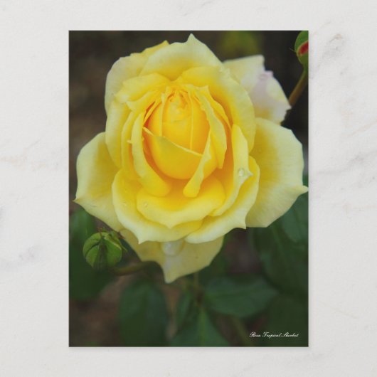 Rosa Tropical Sherbet [Postcard] Briefkaart (Voorkant)