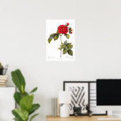 Rosa turbinata poster (Thuiskantoor)
