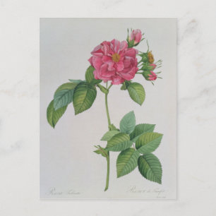 Rosa Turbinata, van ,Les Rozen, 1, 1817 Briefkaart