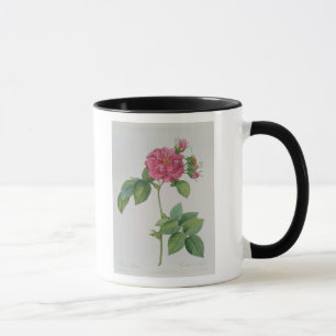 Rosa Turbinata, van ,Les Rozen, 1, 1817 Mok