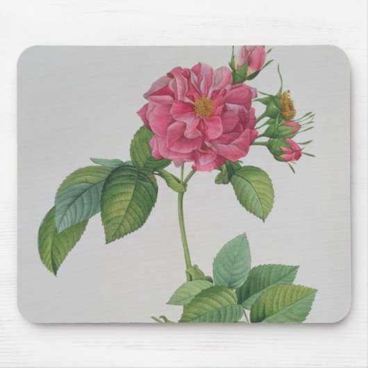 Rosa Turbinata, van ,Les Rozen, 1, 1817 Muismat (Voorkant)