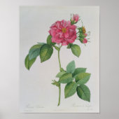 Rosa Turbinata, van ,Les Rozen, 1, 1817 Poster (Voorkant)