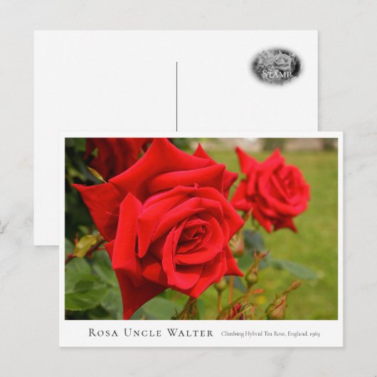 Rosa Uncle Walter Briefkaart (Voorkant / Achterkant)