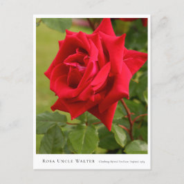Rosa Uncle Walter Briefkaart
