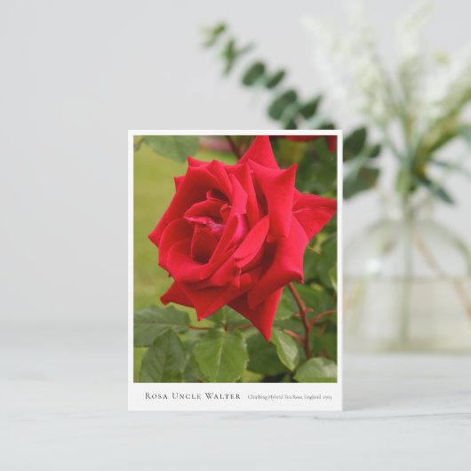 Rosa Uncle Walter Briefkaart (Staand voorkant)