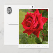 Rosa Uncle Walter Briefkaart (Voorkant / Achterkant)