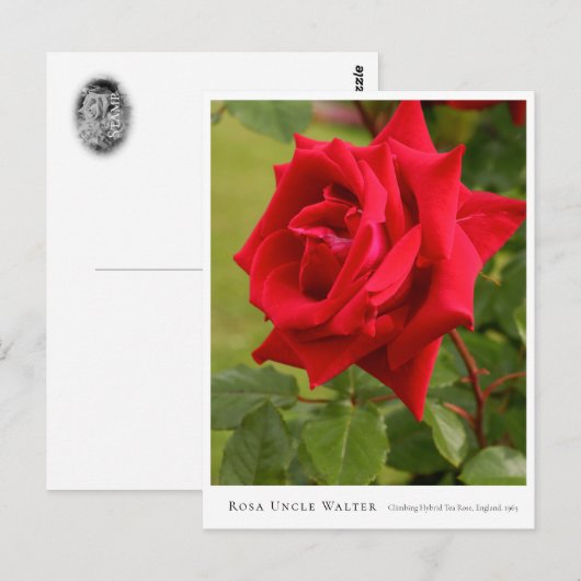 Rosa Uncle Walter Briefkaart (Voorkant / Achterkant)