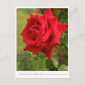 Rosa Uncle Walter Briefkaart (Voorkant)