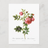 Rosa virginiana plena briefkaart (Voorkant)