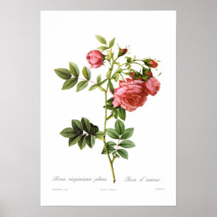 Rosa virginiana plena poster