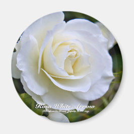 Rosa White Arrow マ グ ネ ト Magneet