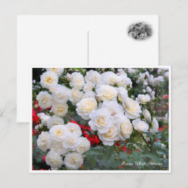 Rosa White Arrow Briefkaart