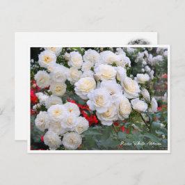 Rosa White Arrow Briefkaart