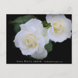 Rosa White Arrow Briefkaart