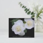 Rosa White Arrow Briefkaart (Staand voorkant)