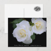 Rosa White Arrow Briefkaart (Voorkant / Achterkant)