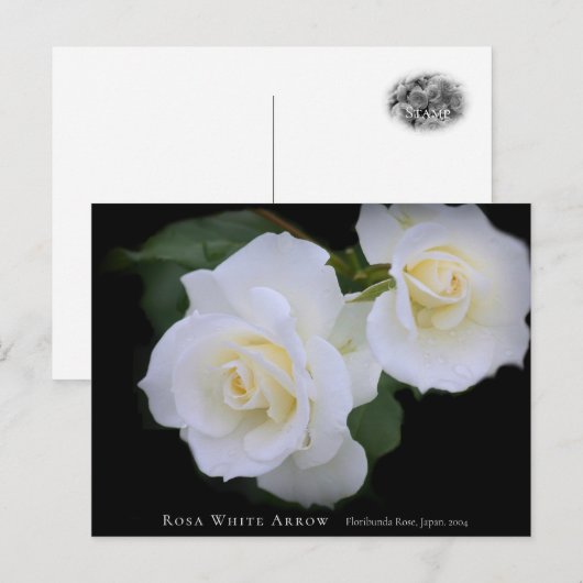 Rosa White Arrow Briefkaart (Voorkant / Achterkant)
