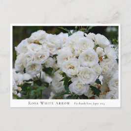 Rosa White Arrow Briefkaart