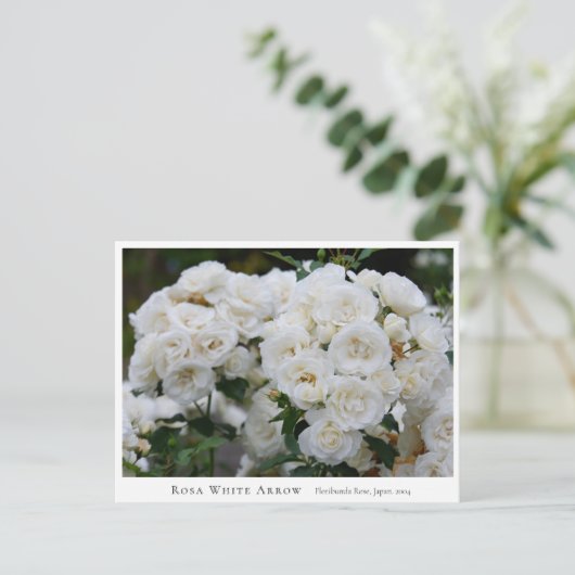 Rosa White Arrow Briefkaart (Staand voorkant)