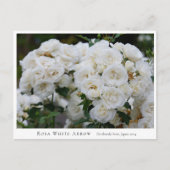 Rosa White Arrow Briefkaart (Voorkant)