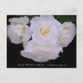 Rosa White Arrow Briefkaart (Voorkant)